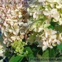 Aedhortensia Graffiti