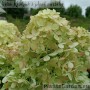 Aedhortensia Graffiti