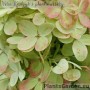 Aedhortensia Graffiti