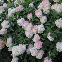 Aedhortensia Grandiflora