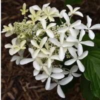 Aedhortensia Great Star