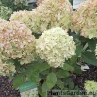 Aedhortensia Greenlight