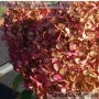 Aedhortensia Hercules