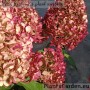 Aedhortensia Hercules