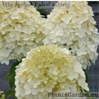 Aedhortensia Hercules
