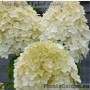 Aedhortensia Hercules
