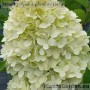 Aedhortensia Hercules