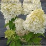 Aedhortensia Hercules