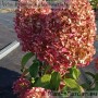 Aedhortensia Hercules