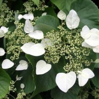 Harilik lõhikhortensia Japanese Hydrangea-vine
