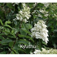 Aedhortensia Kyushu