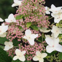 Aedhortensia Last Post