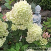 Aedhortensia Lemonlight