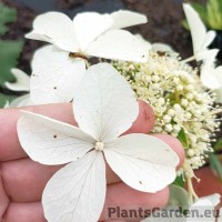 Aedhortensia Levana