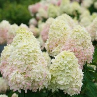 Aedhortensia Limelight Prime