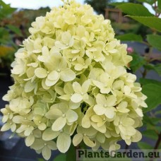 Aedhortensia Limelight