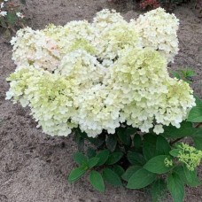 Aedhortensia Little Alf