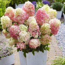 Aedhortensia Living Little Blossom