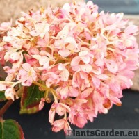 Aedhortensia Little Fresco (Little Fraise)