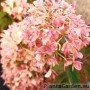 Aedhortensia Little Fresco (Little Fraise)