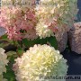 Aedhortensia Little Fresco (Little Fraise)