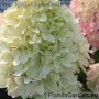 Aedhortensia Little Fresco (Little Fraise)