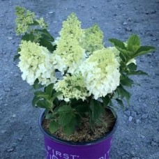 Aedhortensia Little Hottie