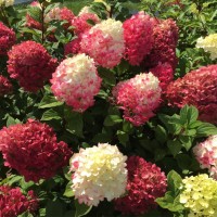Aedhortensia Little Lime Punch