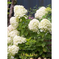 Aedhortensia Little Lime