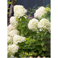 Aedhortensia Little Lime