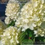 Aedhortensia Little Lime