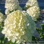 Aedhortensia Little Lime