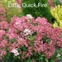 Aedhortensia Little Quick Fire