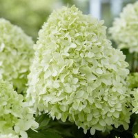 Aedhortensia Little Spooky