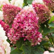 Aedhortensia Living Colourful Cocktail