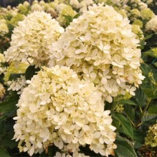 Aedhortensia Living Cotton Cream