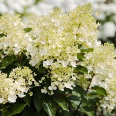 Aedhortensia Living Milk & Honey