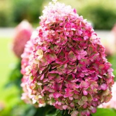 Aedhortensia Living Pinky Promise