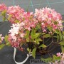 Aedhortensia Living Raspberry Pink