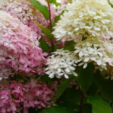 Aedhortensia Living Royal Flower