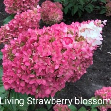 Aedhortensia Living Strawberry Blossom