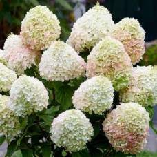 Aedhortensia Living Summer Love