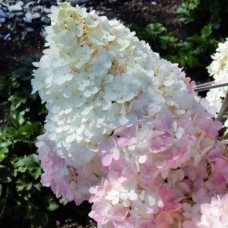 Aedhortensia Magical Andes