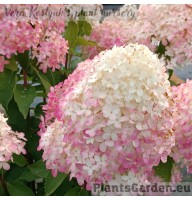 Aedhortensia Magical Andes