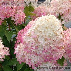 Aedhortensia Magical Andes