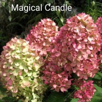 Aedhortensia Magical Candle