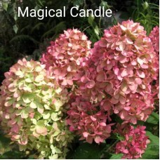 Aedhortensia Magical Candle
