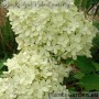 Aedhortensia Magical Candle