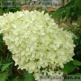 Aedhortensia Magical Candle