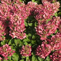 Aedhortensia Magical Fire